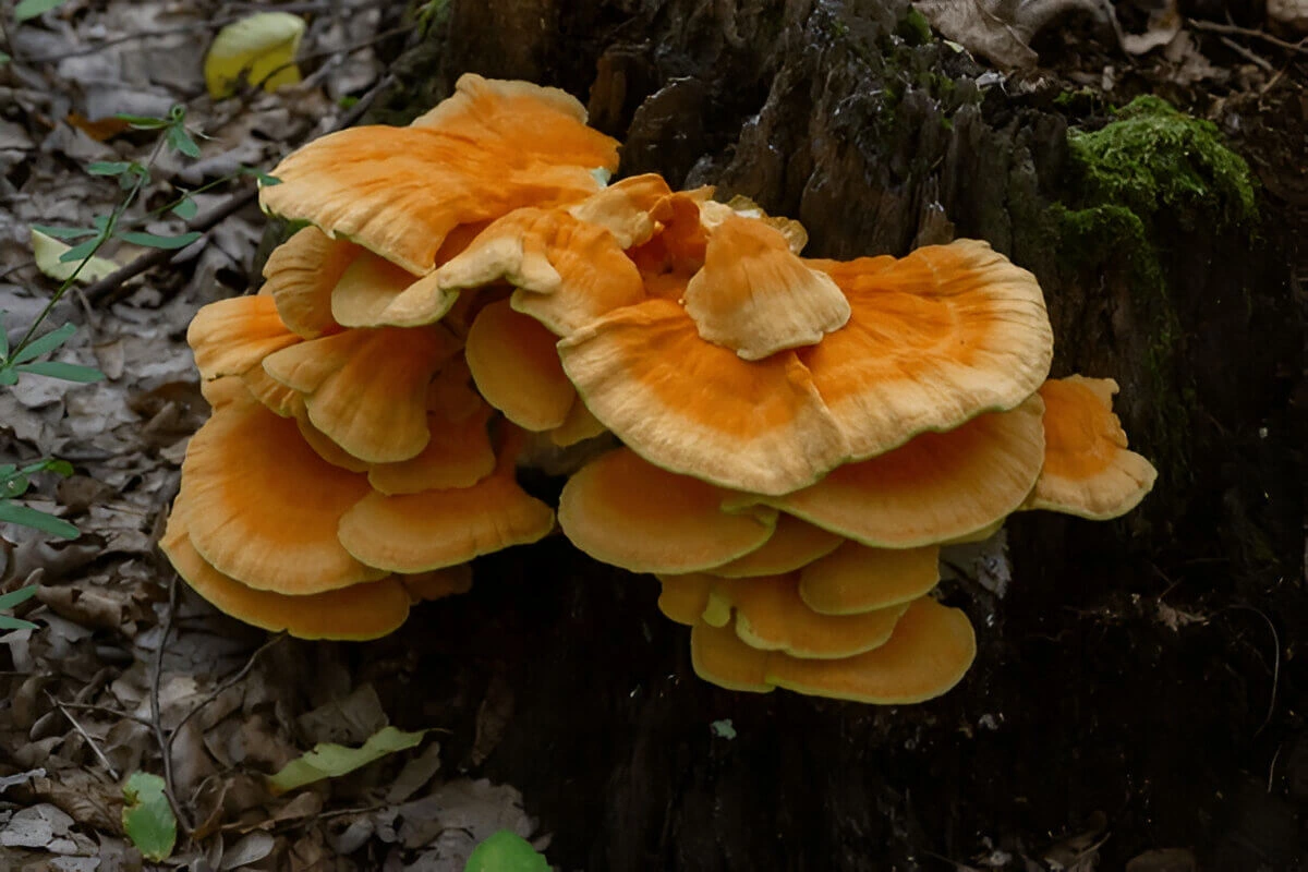 delicious Chicken of the Woods recipe featuring sautéed mushrooms with garlic, herbs, and vegetables